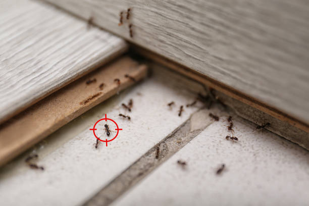 Best Termite Control Services  in USA